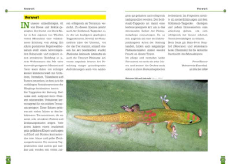 Preview: Der Goldstaub-Taggecko